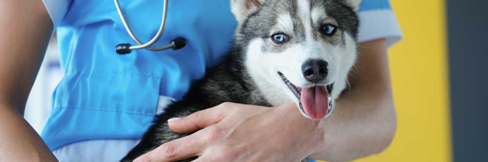 Detrazione spese annuali animali domestici 2023