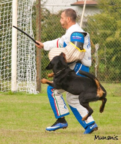 corso sport professional dog helper federazione italiana cinofilia 3 corso sport professional dog helper federazione italiana cinofilia 3