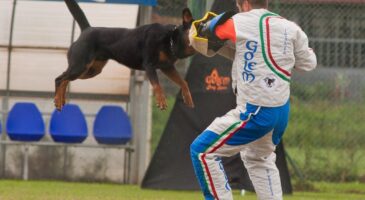 corso sport professional dog helper federazione italiana cinofilia