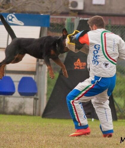 corso sport professional dog helper federazione italiana cinofilia corso sport professional dog helper federazione italiana cinofilia