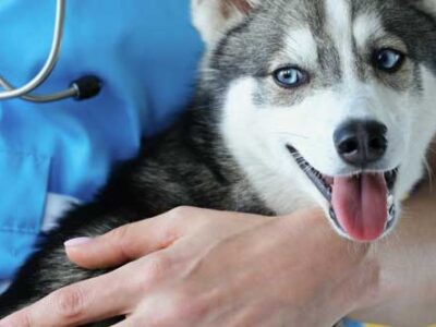 banner-articolo-bonus-animali