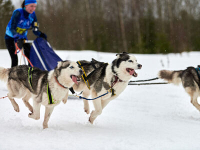 sled-dog-campionati-fitac